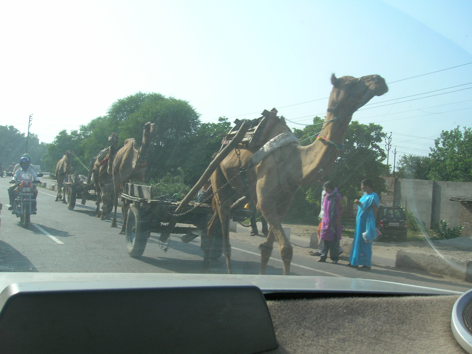 camels