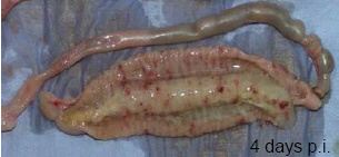 histomonosis