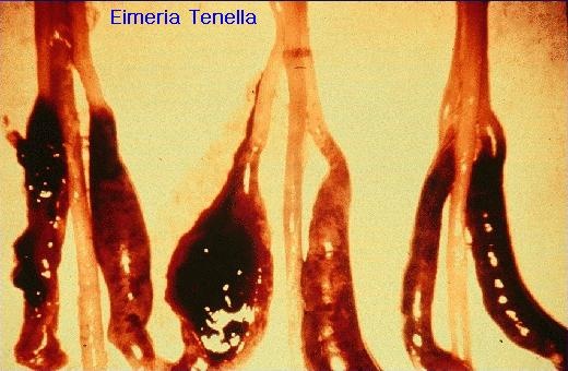 eimeria tenella2