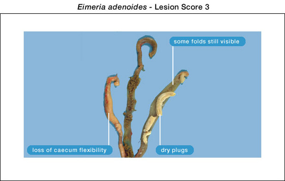 eimeria adenoides