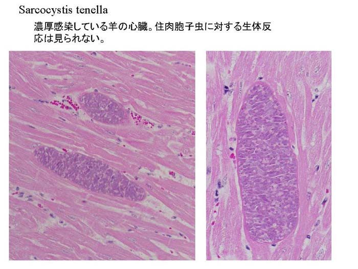 sarcocystis tenella (Ov)