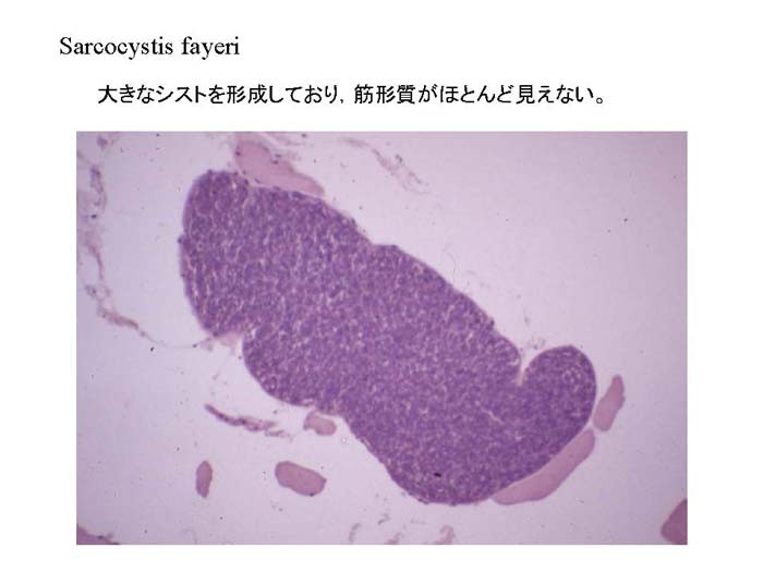 sarcocystis fayeri (Eq)