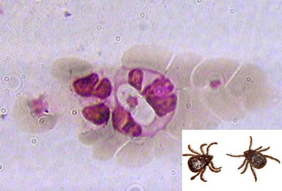 hepatozoon canis