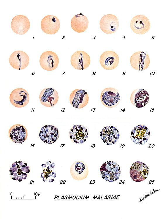 plasmodium malariae (Ho)