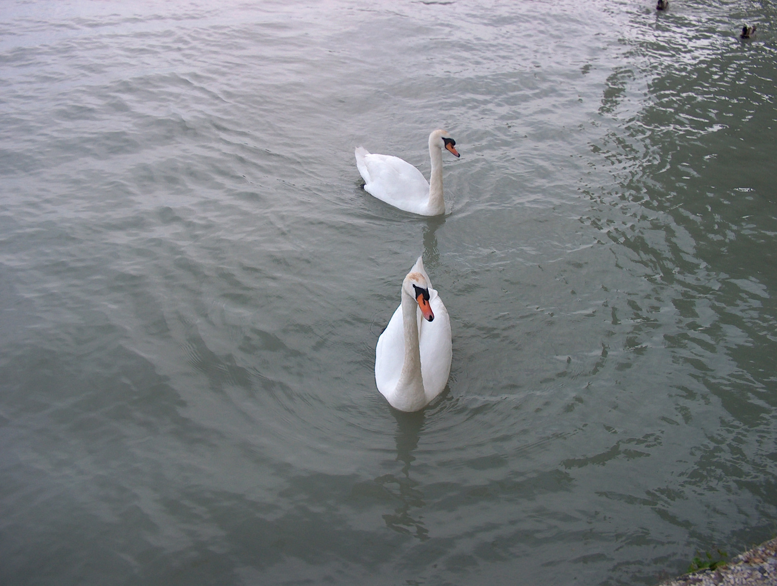 Balaton karika 172