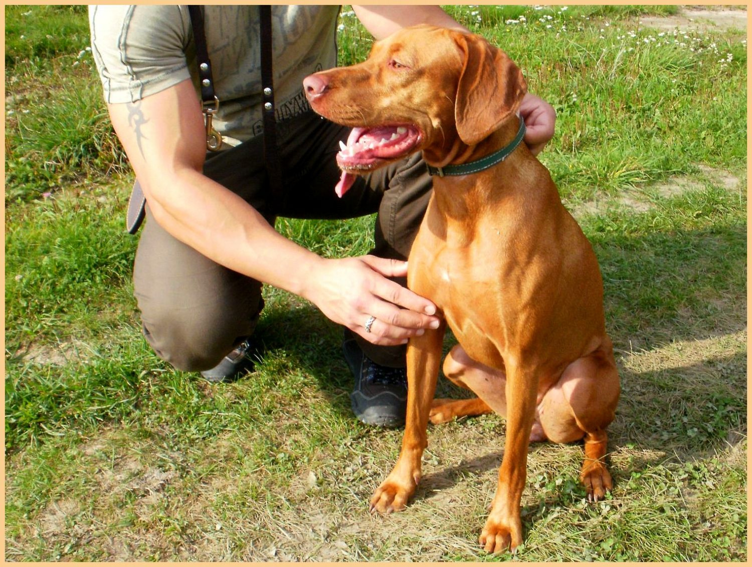 Dorka (magyar vizsla) a Fáber-réten