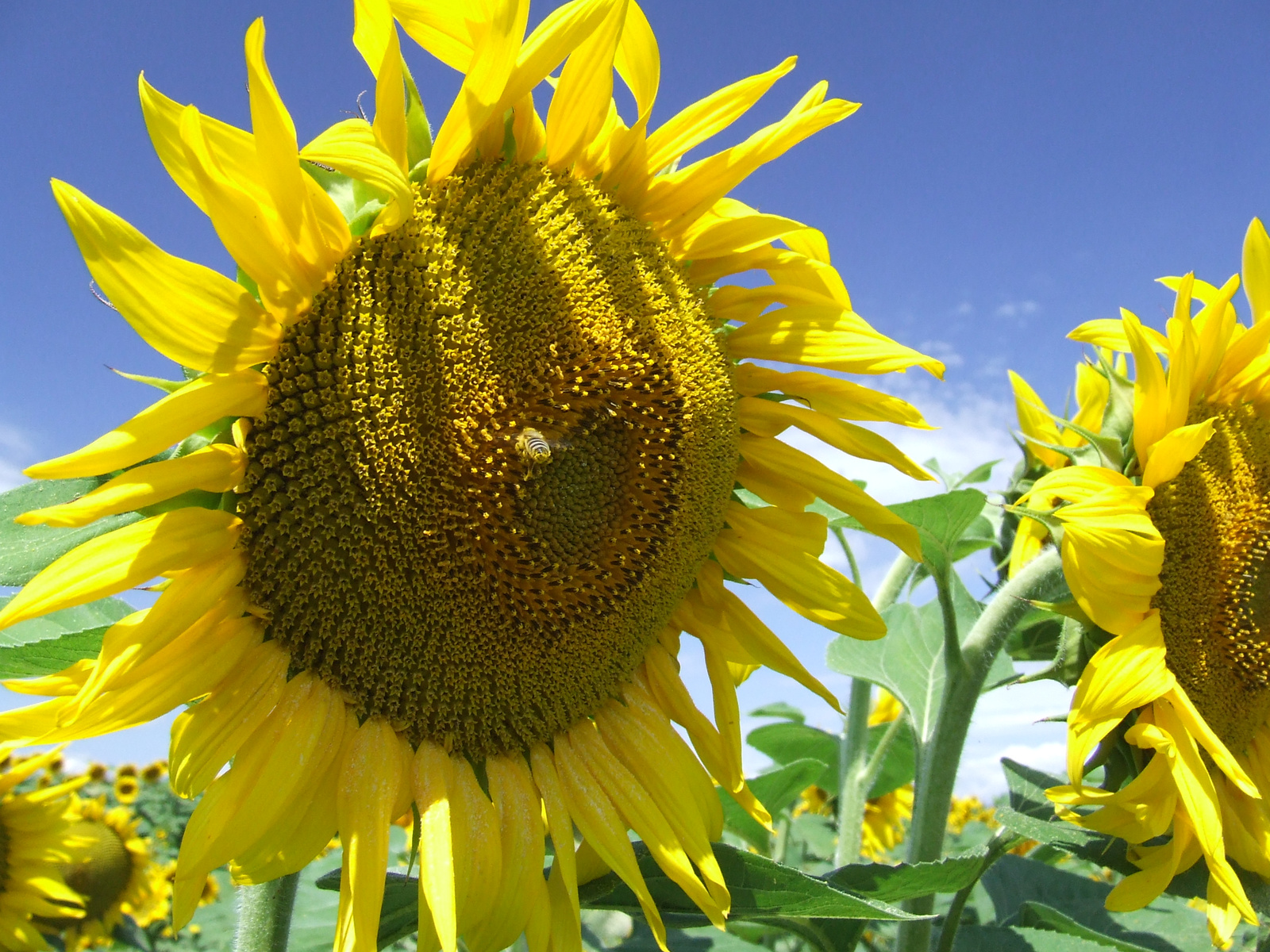 Sunflower