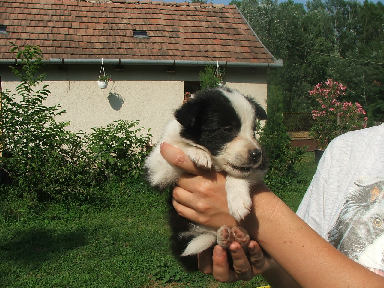 2011 .Lajosmizse-Forestry Farm 100