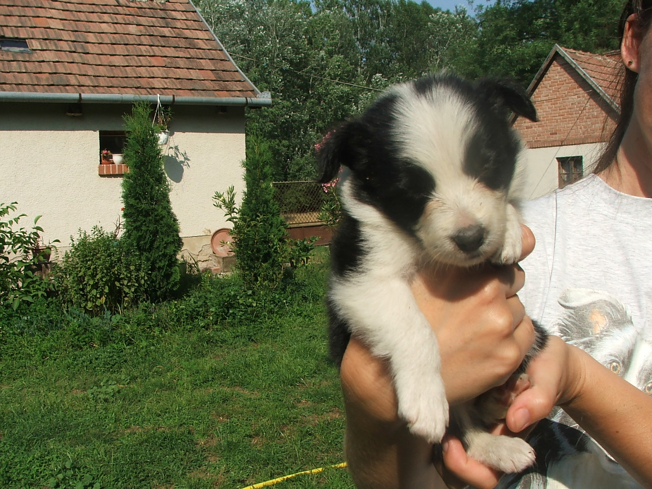 2011 .Lajosmizse-Forestry Farm 107