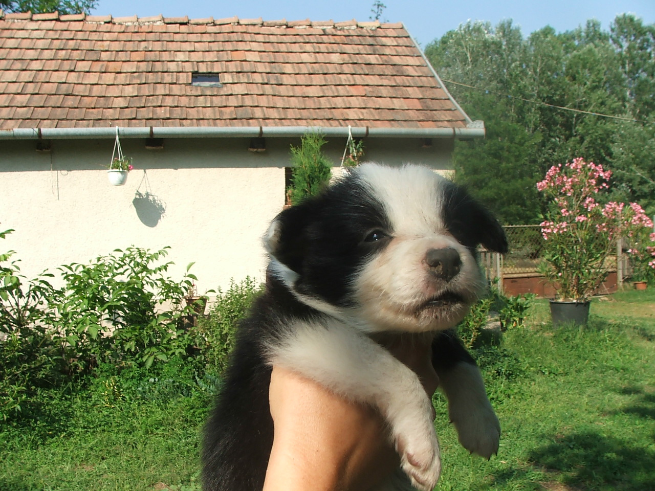 2011 .Lajosmizse-Forestry Farm 109