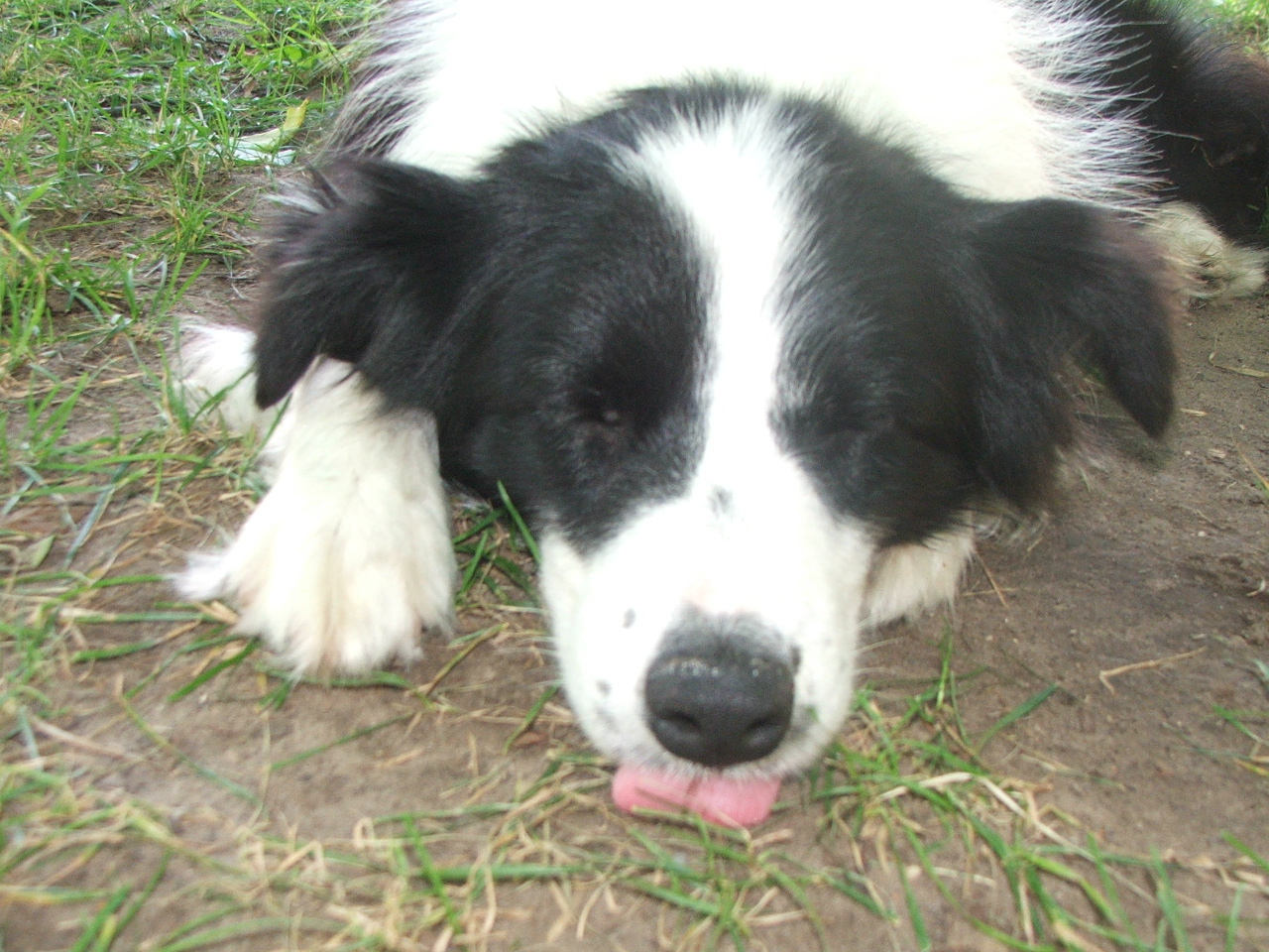 2011 .Lajosmizse-Forestry Farm 178