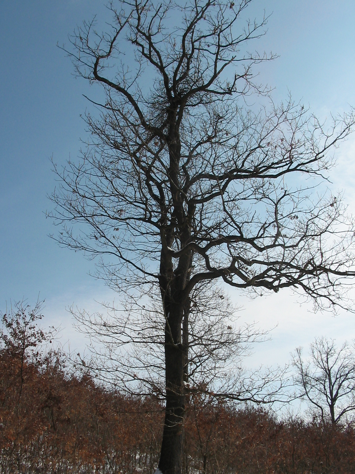 2010 02 14  Állatkert-Szentkút 051