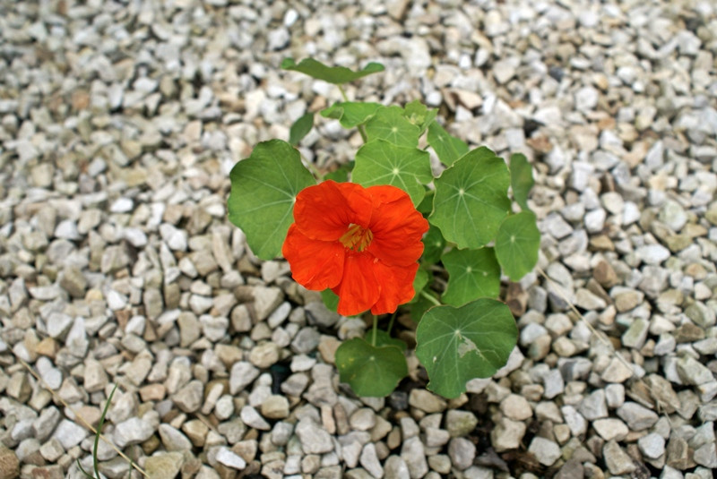 A Tropaeolum magányossága