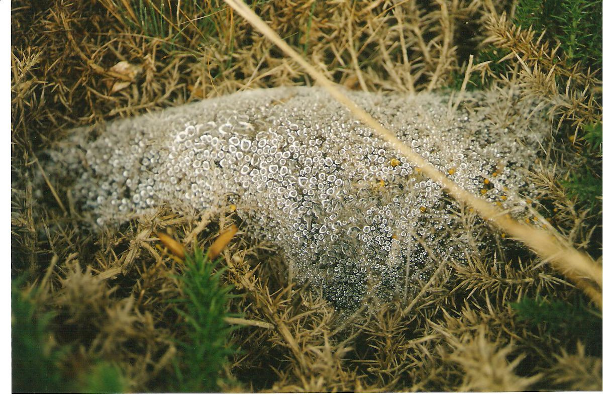 pókháló (Bretagne)