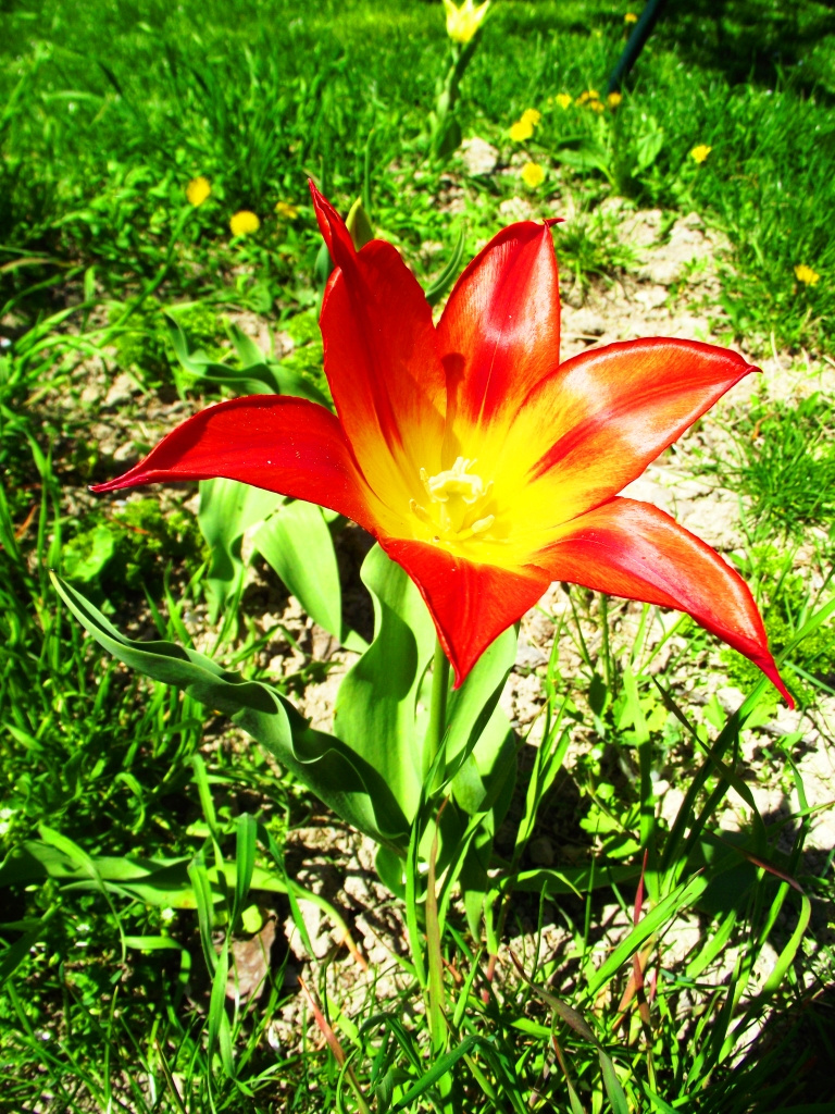 nyíló tulipánom