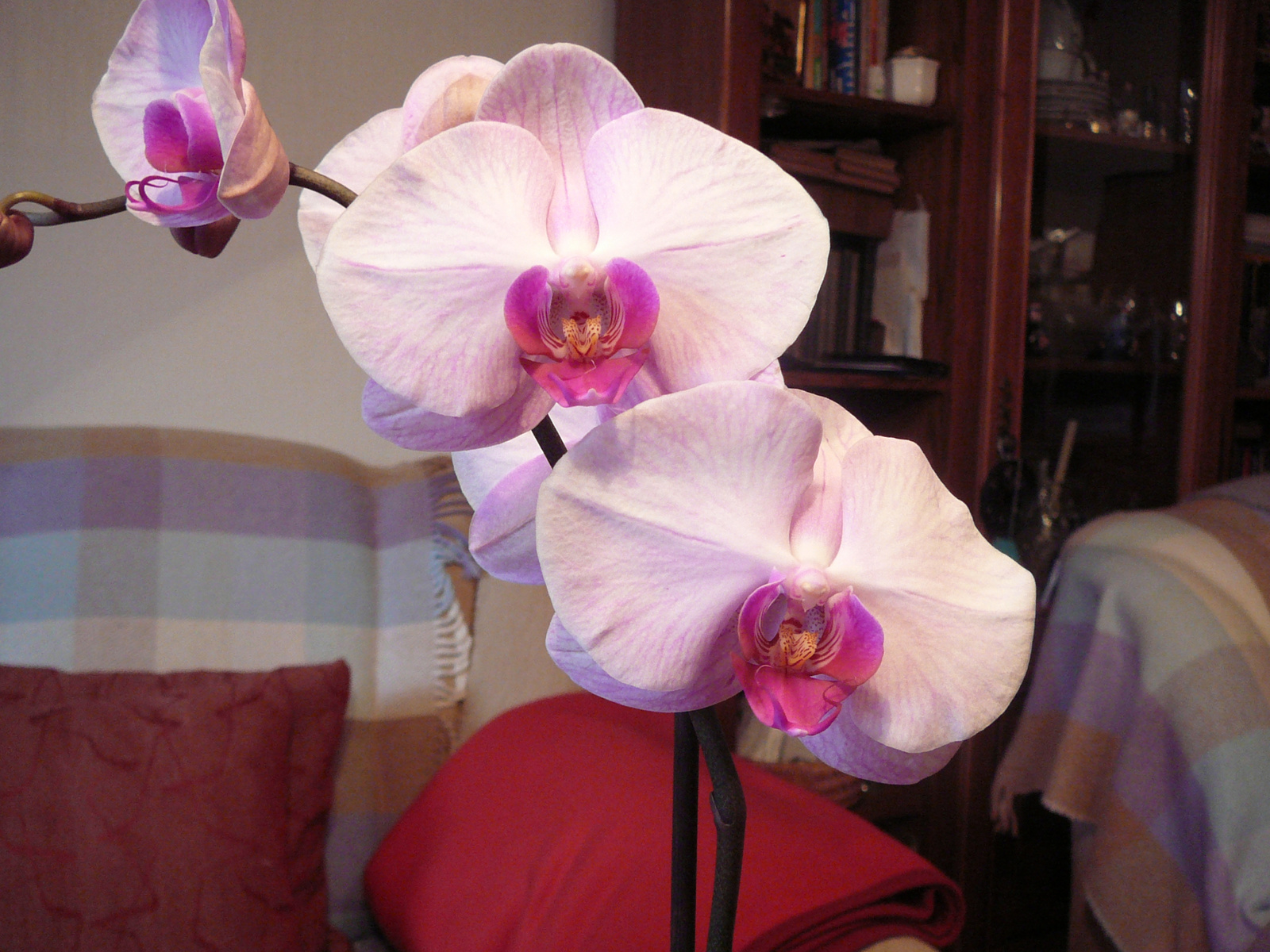 orchidea 013