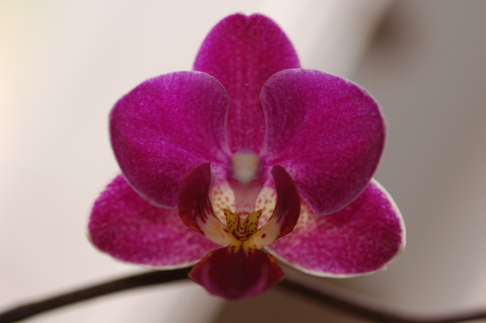 Orchidea