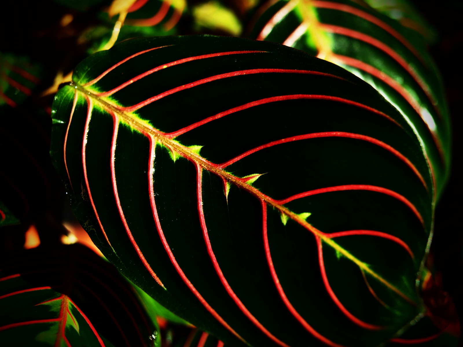 maranta trikolor