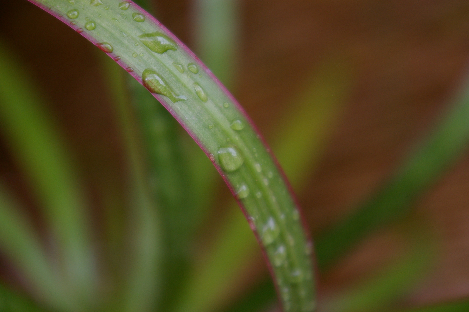 dracena