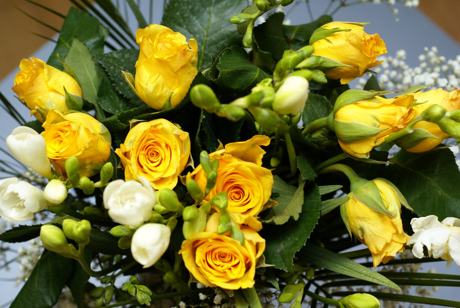 yellow-roses