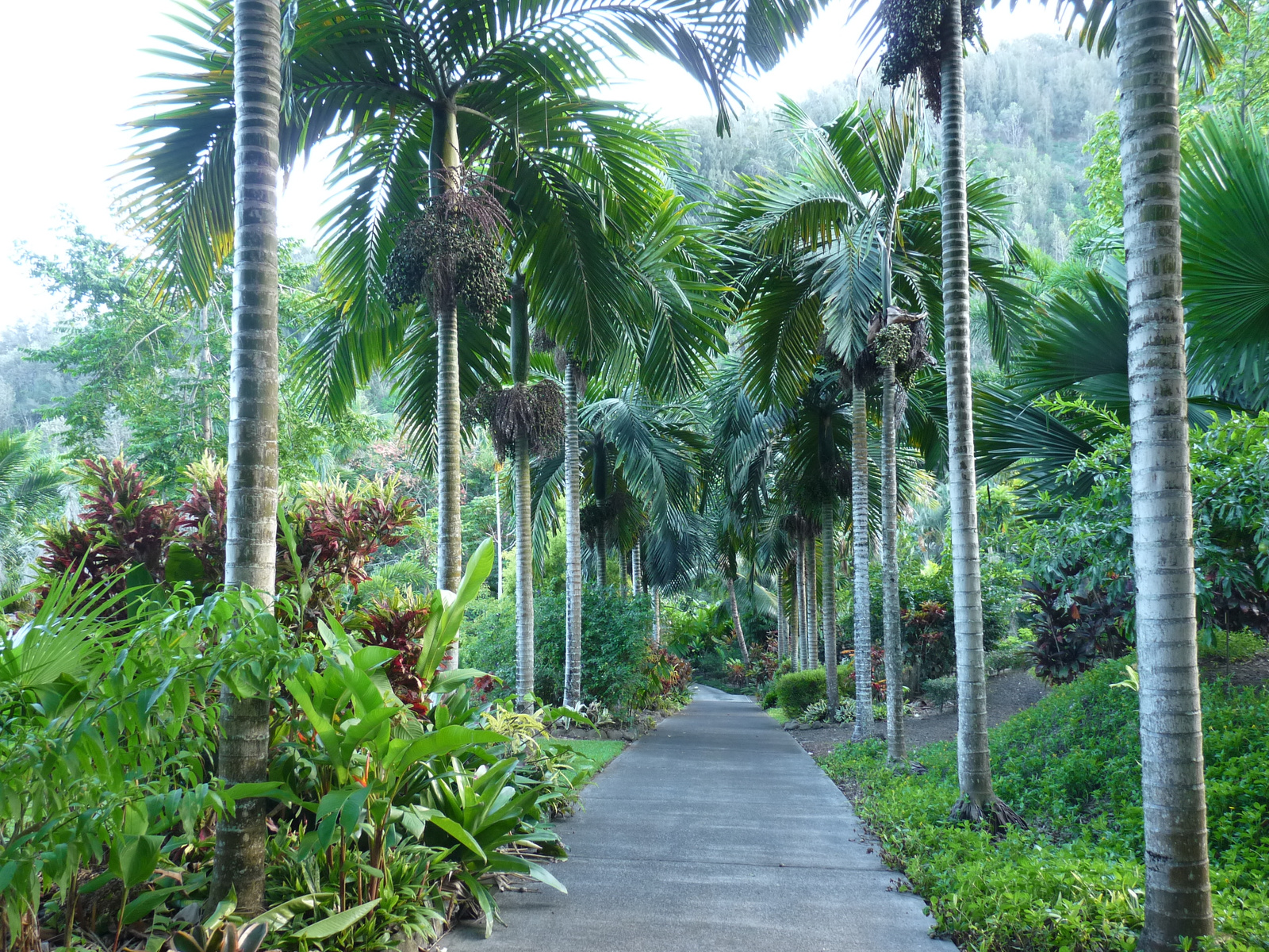 0347 Maui-Tropical Gardens