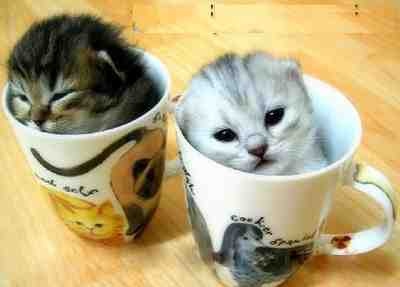 cat-coffe