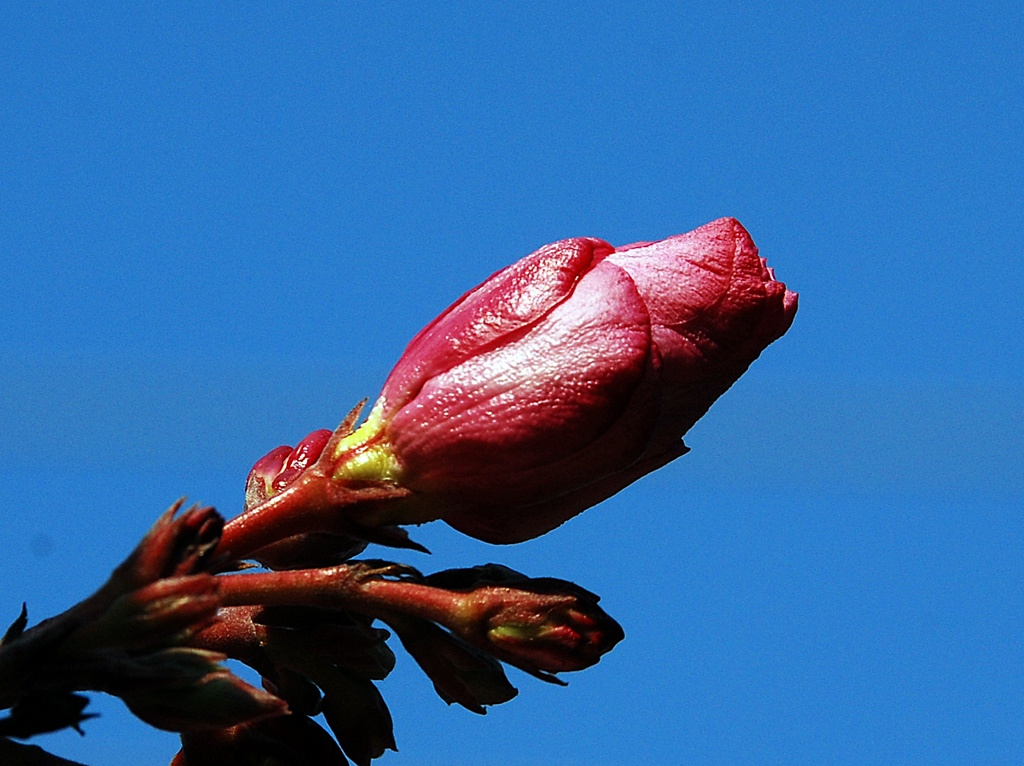 Oleander :-)