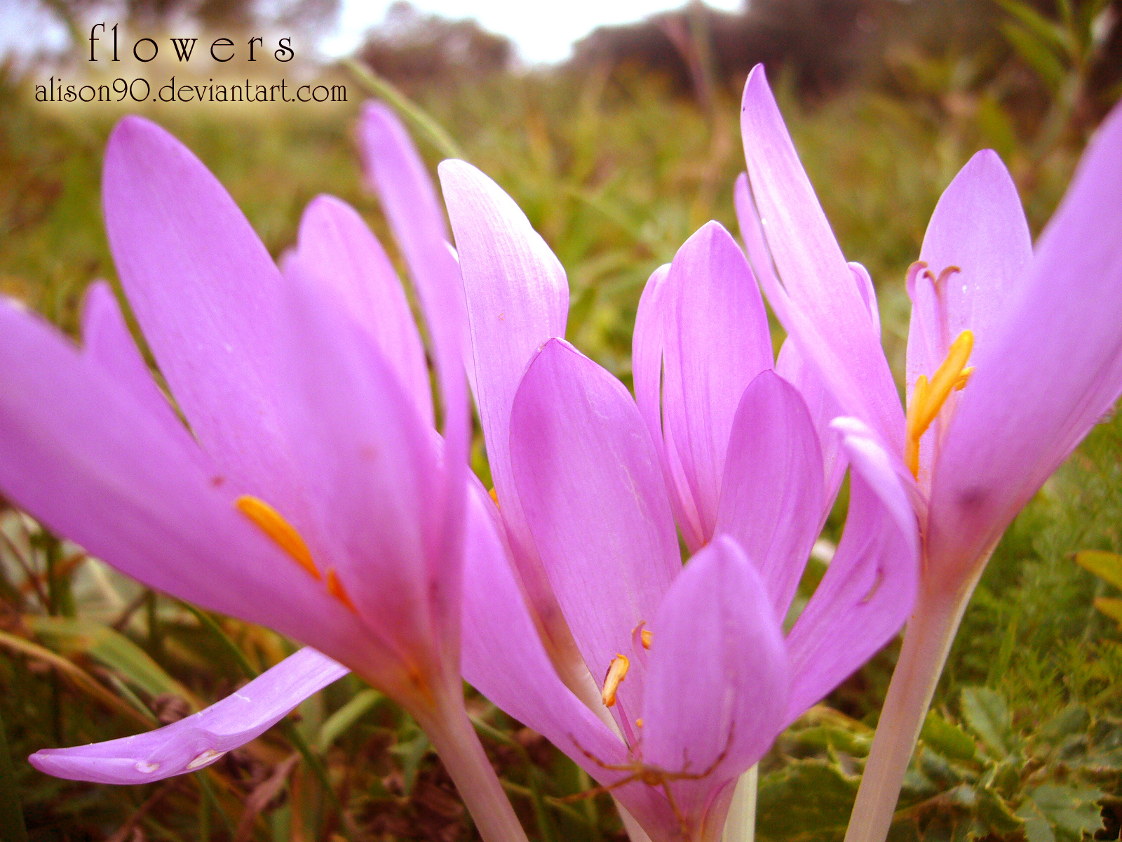 flowers