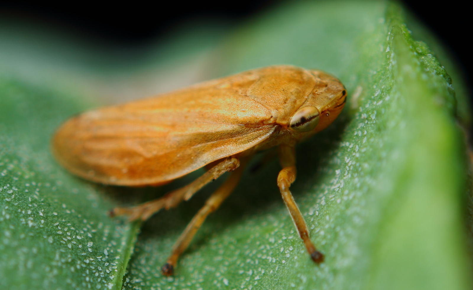 Leafhopper