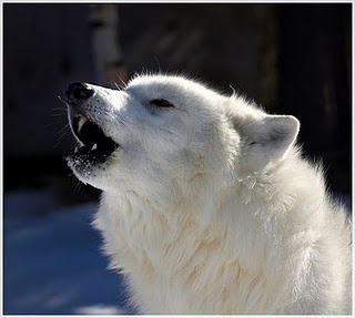 whitewolf