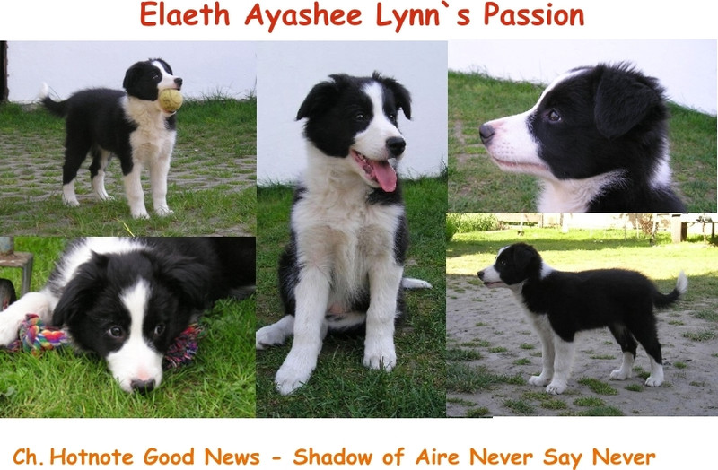 Elaeth Ayashee Lynn`s Passion