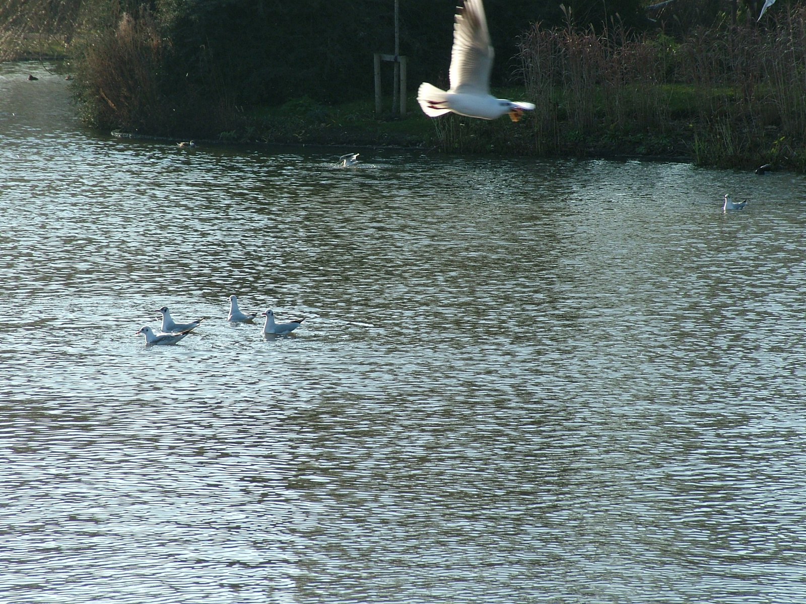 London,2008.Karácsony 182