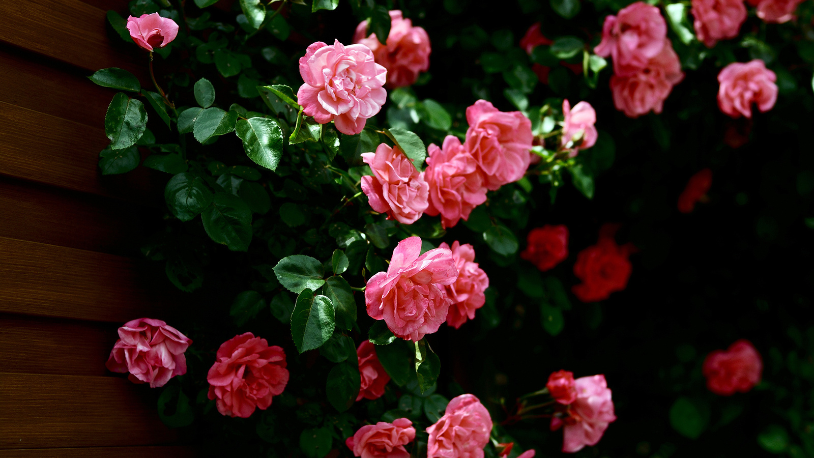 01911 roses 1920x1080