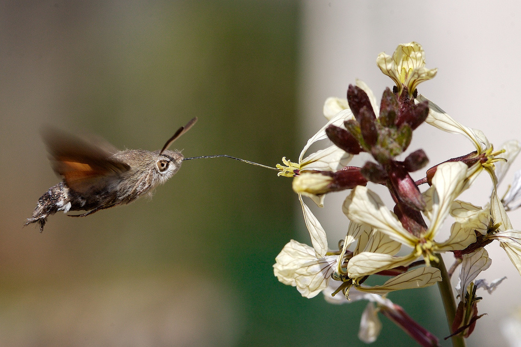 Hummingbird