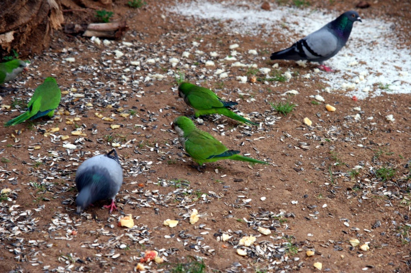 BAR 01 parrots