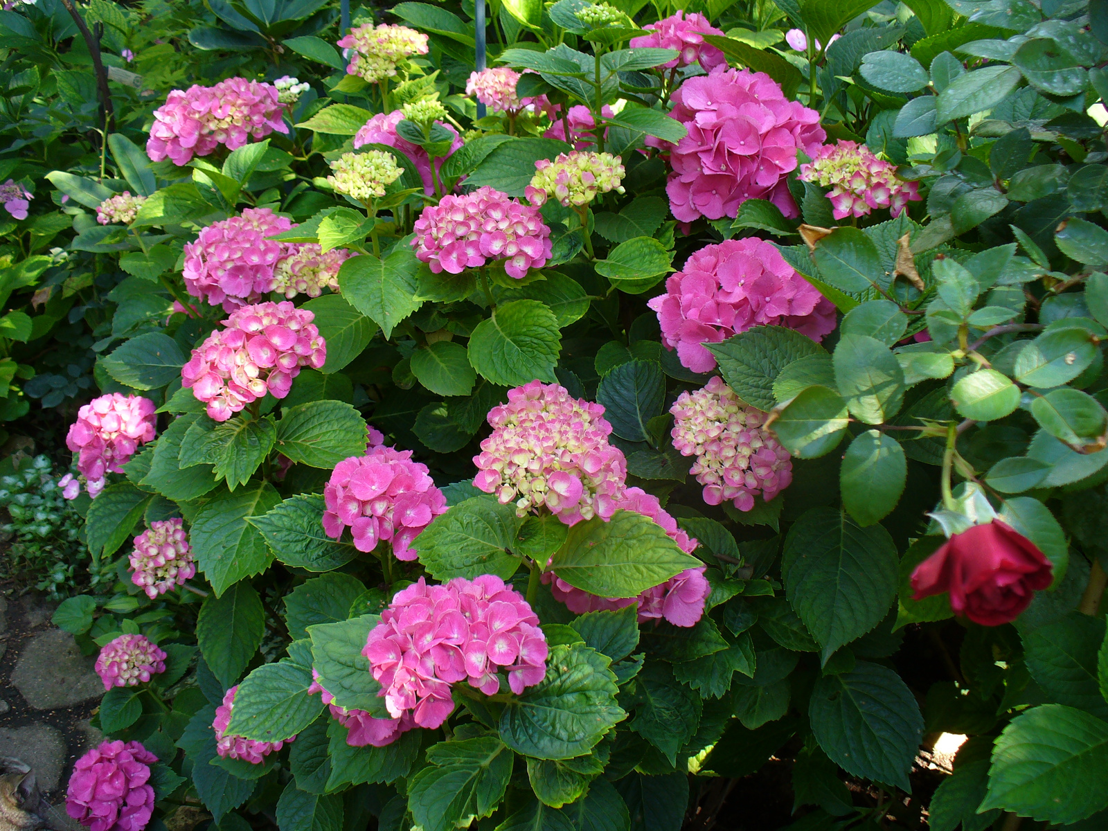 Hydrangea macrophylla 'Schöne Bautzerin'