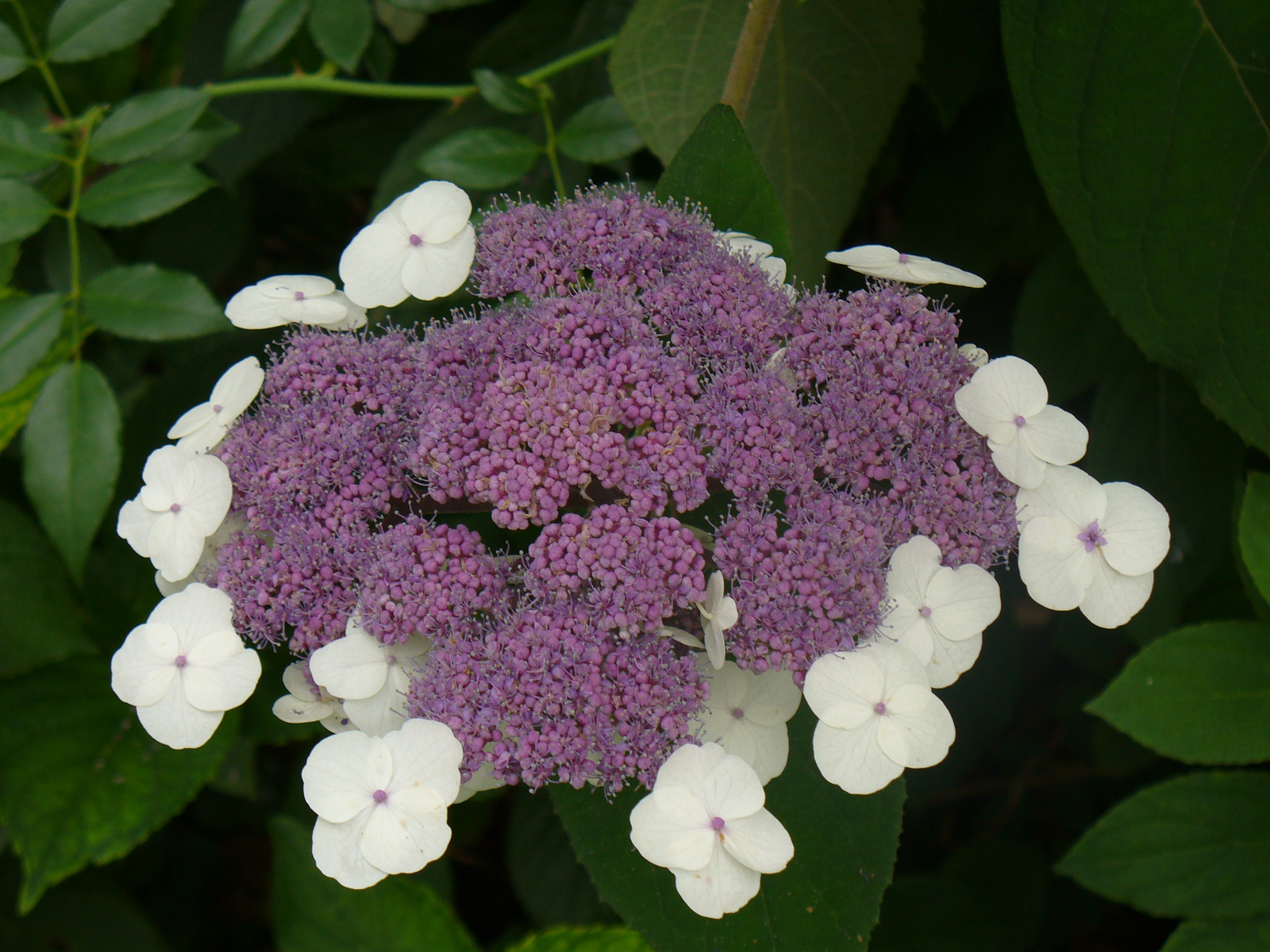 Hydrangea aspera