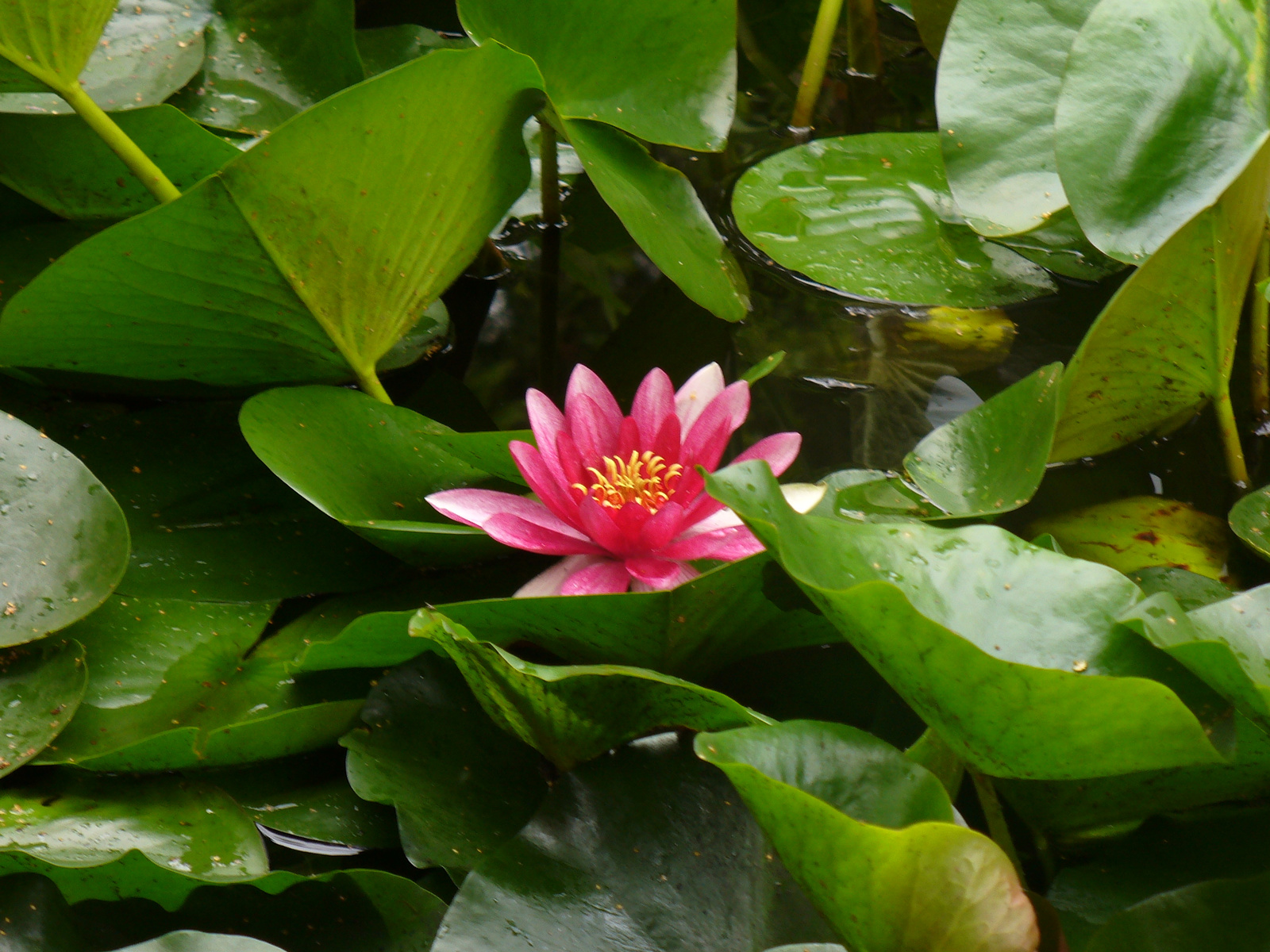 Nymphaea