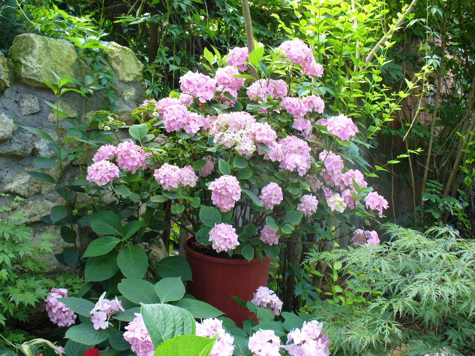 Hydrangea macrophylla