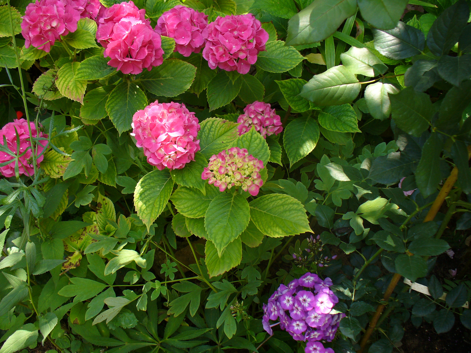 Hydrangea macrophylla