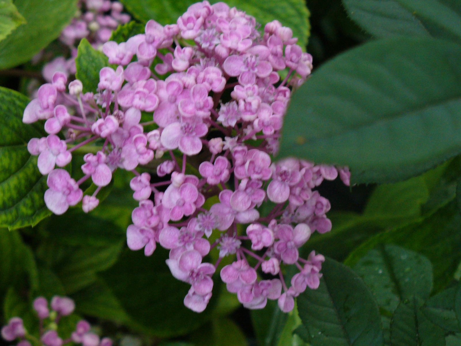 Hydrangea macrophylla 'Ayesja'