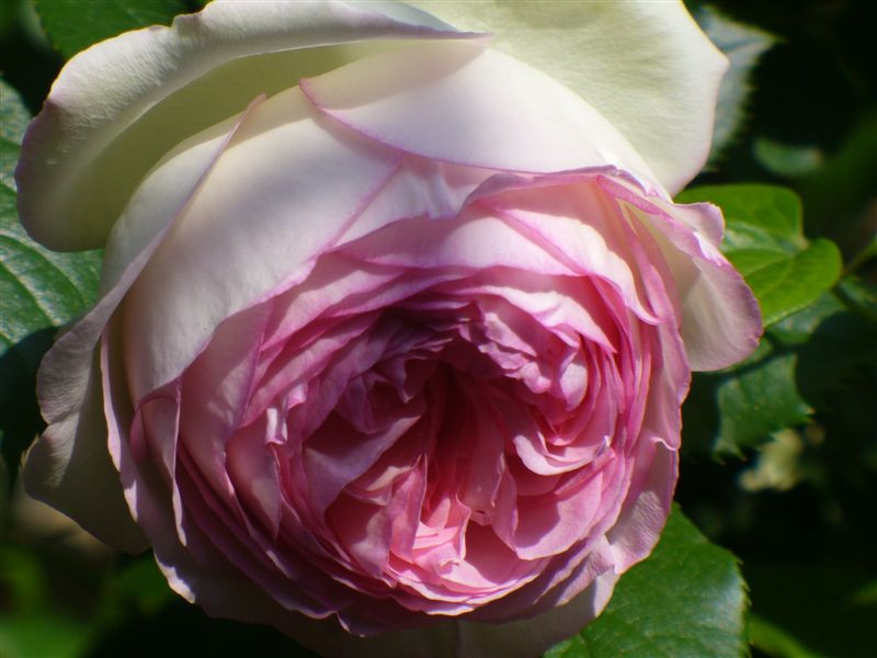 Rosa 'Pierre Ronsard'