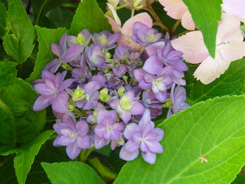 Hydrangea macrophylla