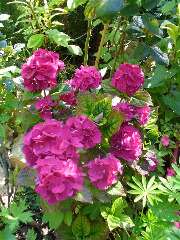 Hydrangea macrophylla 'Sanguinea'