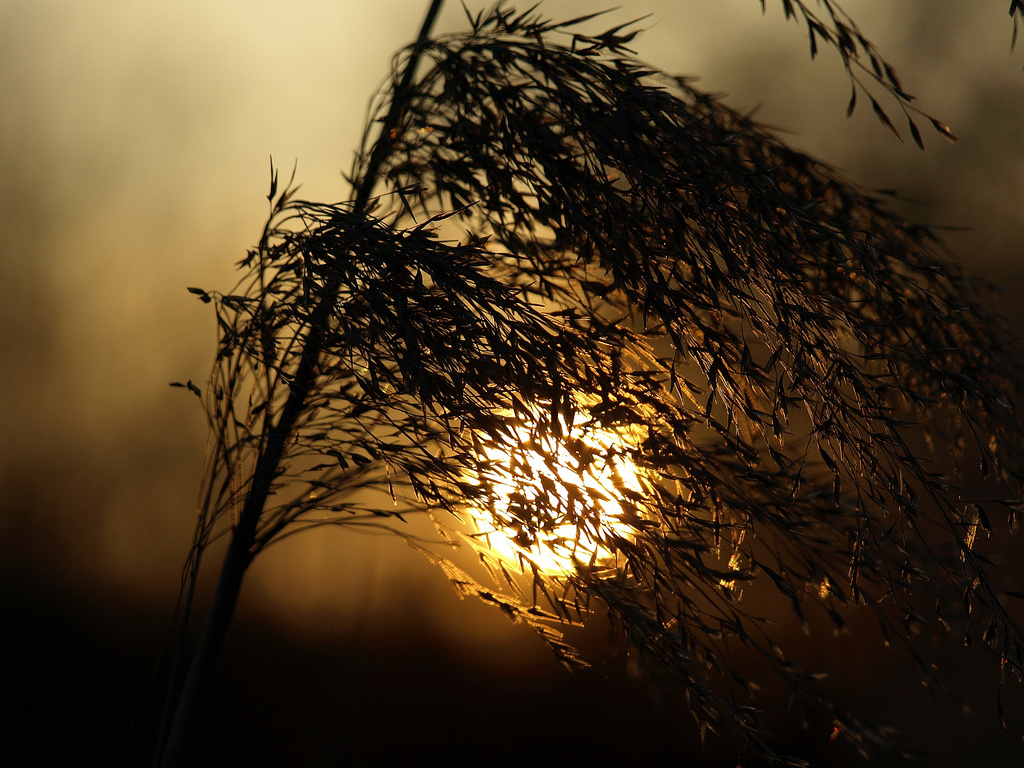 Sunset with reed / Naplemente náddal