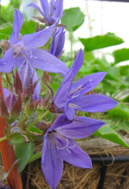 campanula