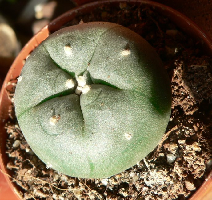 peyotl-kaktusz