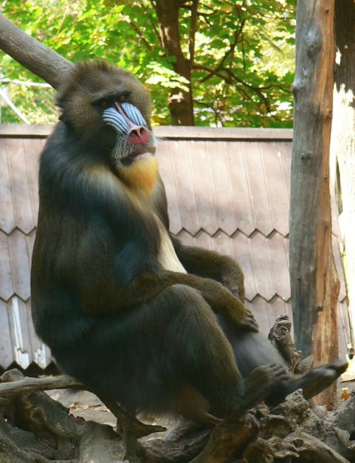 mandrill