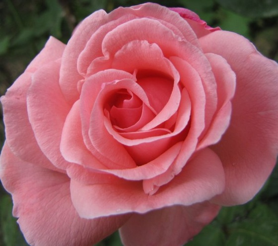 rózsa1