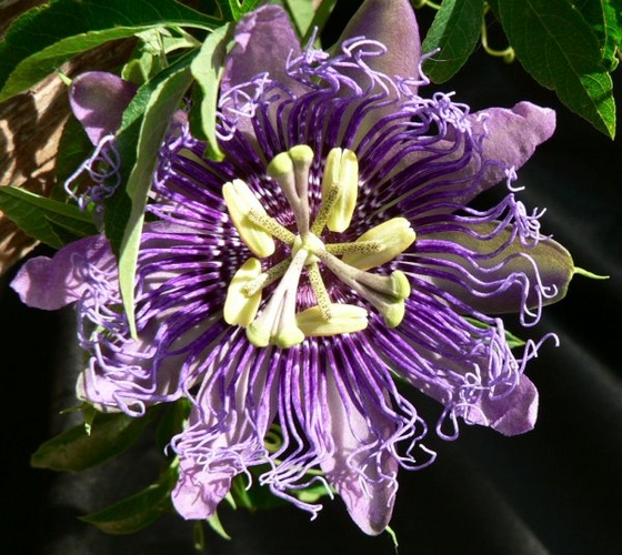 Passiflora incarnata2